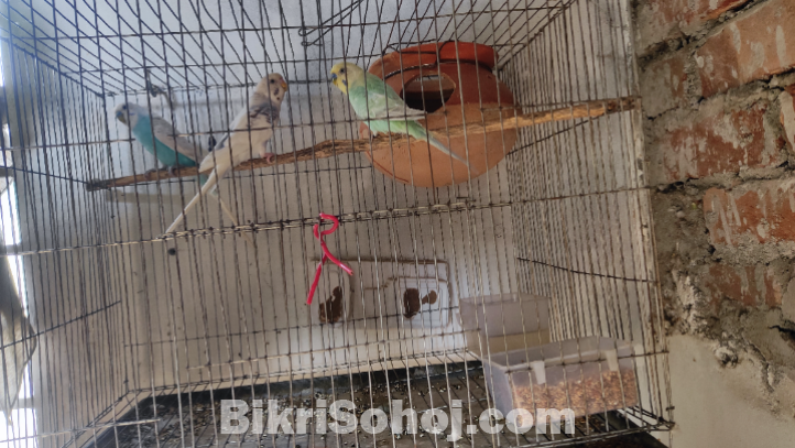 বাজরিগার পাখি